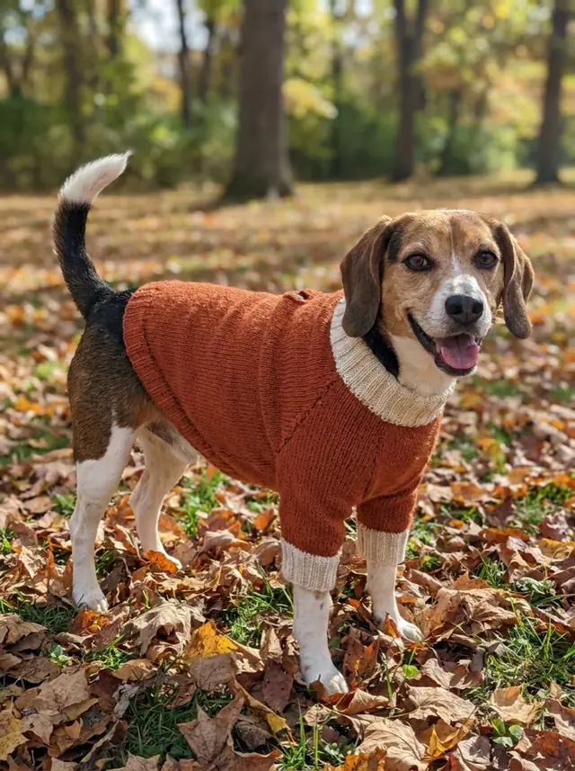 A finished dog sweater sewn from the Sewzy pattern